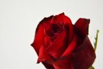 photo wallpapers - rose